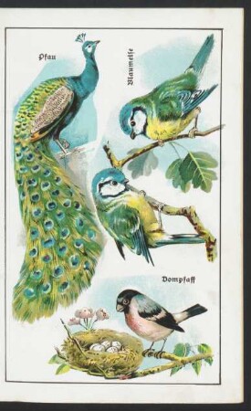 Tafel: Pfau. Blaumeise. Dompfaff.