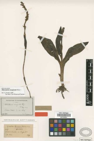Altensteinia marginata Rchb.f.