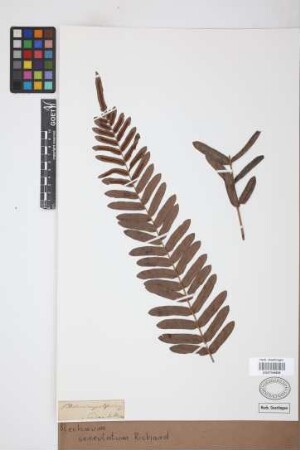 Blechnum serrulatum Rich.