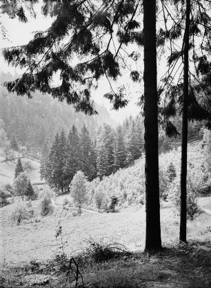 Sächsische Schweiz : Sächsische Schweiz. Landschaftsaufnahme
