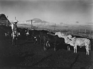 Rinderhaltung : Eine Rinderfarm unweit des Mount Meru