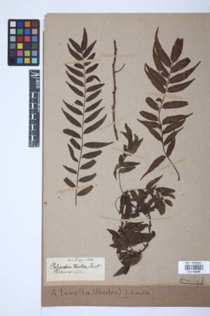 Arthropteris tenella (Forst.) J.Sm.