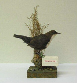 Wasseramsel