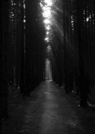Bad Wörishofen: Dunkle Waldschneise