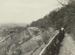 Dresden-Pillnitz. Blick vom Weinbergsweg nach Dresden