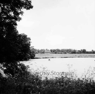 Tralau: Herrenhaus: Park: Teich mit Vogelhäuschen für Wassergeflügel: vorn Gräser: links Bäume: hinten Haus und Wald