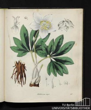 Helleborus niger.