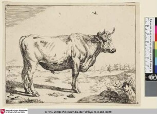 [Un boeuf debout, vu de profil, et dirigé ver la droite; Ein stehender Ochse im Profil, im Hintergrund ein Feld]