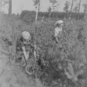 Commerauer Waldarbeiterinnen : Commerau/Komorow. Arbeiterinnen im Wald