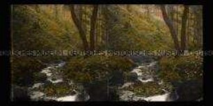 Flusslauf der Laucha im Lauchagrund, Thüringer Wald