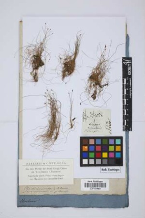 Scirpus acicularis L.