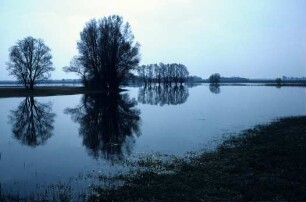 Hochwasser Elbe 1981