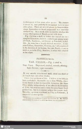 Patella laevis. Tab. CXXXIX. — Fig. 3 and 4