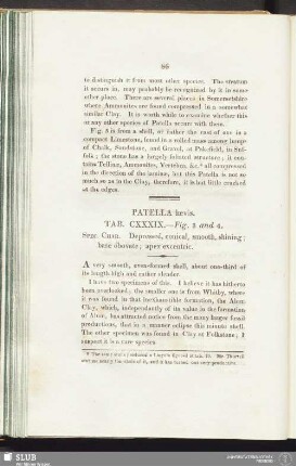 Patella laevis. Tab. CXXXIX. — Fig. 3 and 4