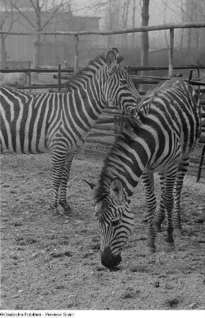 Zebras im Zoo