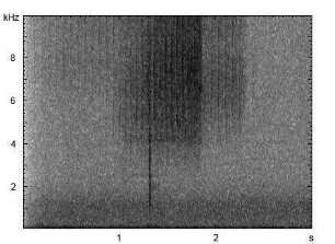 Nachtigallgrashüpfer | Chorthippus biguttulus - Stridulation