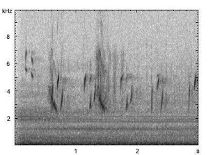 Stieglitz | Carduelis carduelis - Flugruf, Gesang