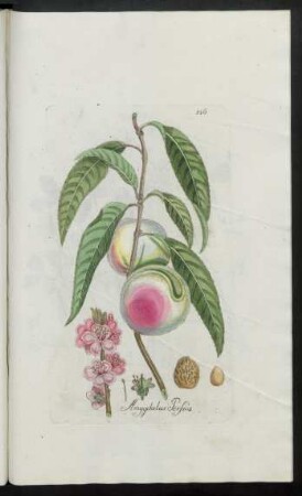 536. Amygdalus Persica