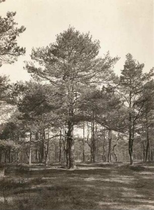 Lausitzer Tiefland. Kiefernheidewald bei Klösterlich Neudorf