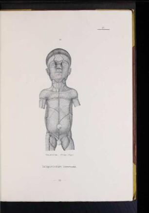 27. Haarströme. (Voigt 1857.)