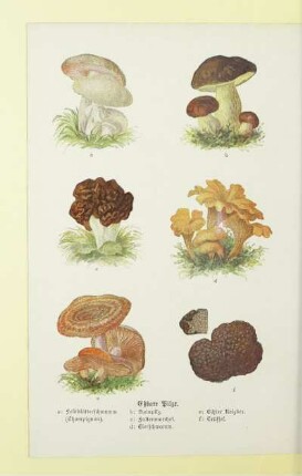 Eßbare Pilze