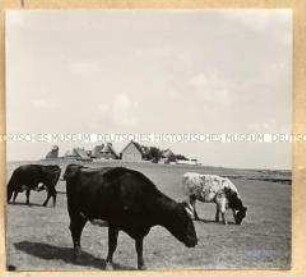 Drei Kühe auf einer Weide mit mehreren Häusern im Hintergrund