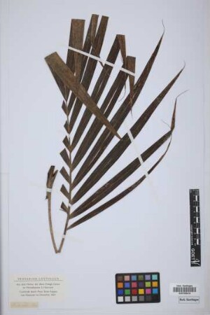 Areca rubra H.Wendl.