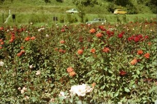 Mundingen-Köndringen: Rosenfelder