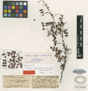 Mimosa fagaracantha Griseb. [lectotype]