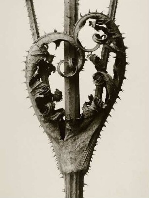 Dipsacus Laciniatus (Weberdistel)