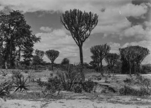 Baobab : Ein Affenbrotbaum neben hohen Wolfsmilch-Pflanzen in einer ansonsten recht spärlichen Strauch- und Buschvegetation