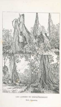Les Arbres du Défrichement