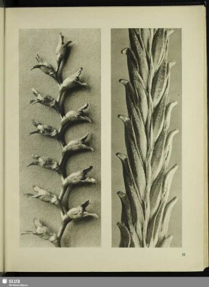 Triticum vulgare. Weizen in 6facher Vergrößerung