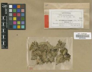 Leucobryum scalare Müll.Hal. ex M.Fleisch. var. M.Fleisch. tjibodense[type]
