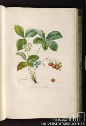 Pl. XLVII. Fraisier hétérophylle.