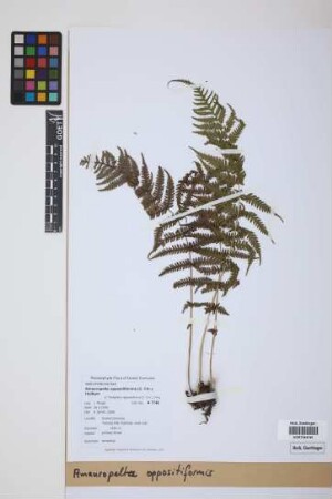 Amauropelta oppositiformis (C.Chr.) Holttum