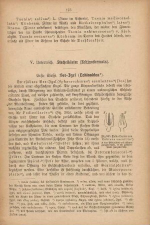V. Unterreich. Stachelhäuter (Echinodermata)