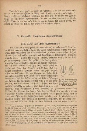 V. Unterreich. Stachelhäuter (Echinodermata)
