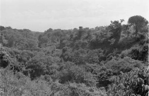 Vegetationslandschaft : Blick über eine Vegetationslandschaft; inmitten eine Brücke