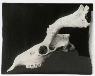 Cervus