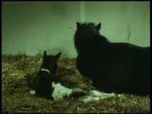 Verhaltensweisen von Stute und Fohlen (Equus domesticus) in den ersten Stunden nach der Geburt