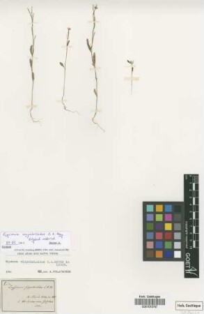 Erysimum sisymbrioides C.A.Mey.