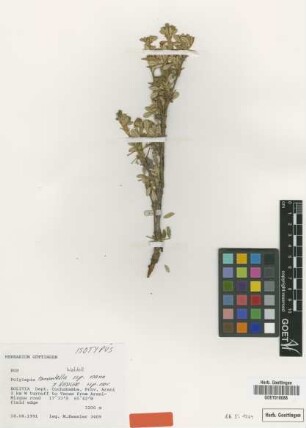Polylepis tomentella Wedd. subsp. nana M.Kessler[isotype]