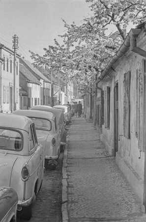 Blühende Obstbäume in der Altstadt in Werder, 1966. SW-Foto © Kurt Schwarz.