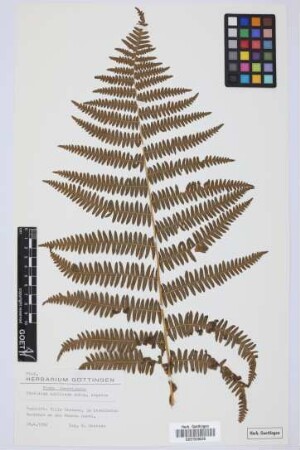Pteris aquilina L. glabra Hook.