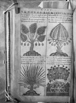 Liber Floridus Lamberti Canonici — Bäume als Allegorien der Tugenden und Seligpreisungen, Folio 91verso