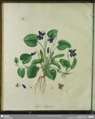 Zu Tabula VII. Viola Odorata. Märzveilchen