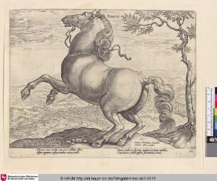 Tuscus