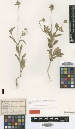 Scabiosa brevipora Freyn [Isosyntype]