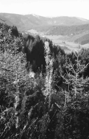 Feldberg - Bärental: Blick ins Bärental mit Schnee auf dem Feldberg; Vordergrund Gräser